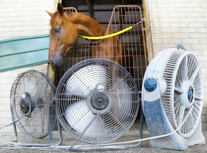 Nắng nóng gay gắt, chủ nhân của chú ngựa đã dùng tới quạt điện để làm mát chuồng của chúng.